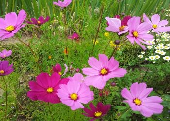 Mensch und Schöpfung