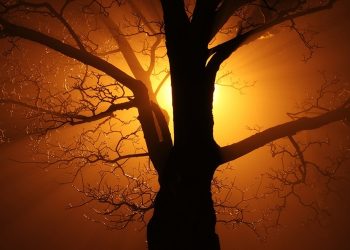 Der Koran und der Baum der Wahrheit