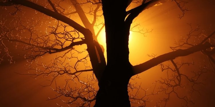 Der Koran und der Baum der Wahrheit