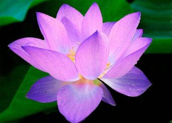 Konzepte für Frieden und Konfliktlösung  in der Verfassung von Medina