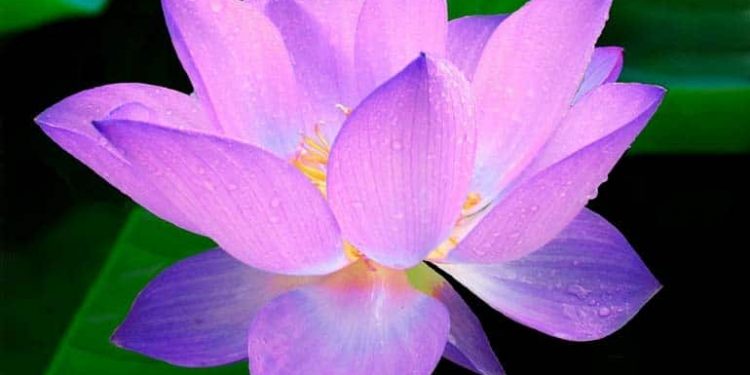 Konzepte für Frieden und Konfliktlösung in der Verfassung von Medina Konzepte für Frieden und Konfliktlösung in der Verfassung von Medina