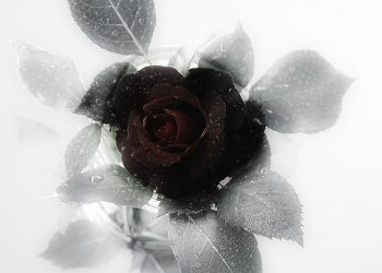 Beileidbekundung für die Angehörigen der Terroropfer