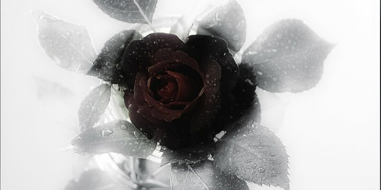 Beileidbekundung für die Angehörigen der Terroropfer Beileidbekundung für die Angehörigen der Terroropfer