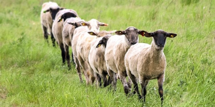 Der Ursprung des islamischen Opferfestes