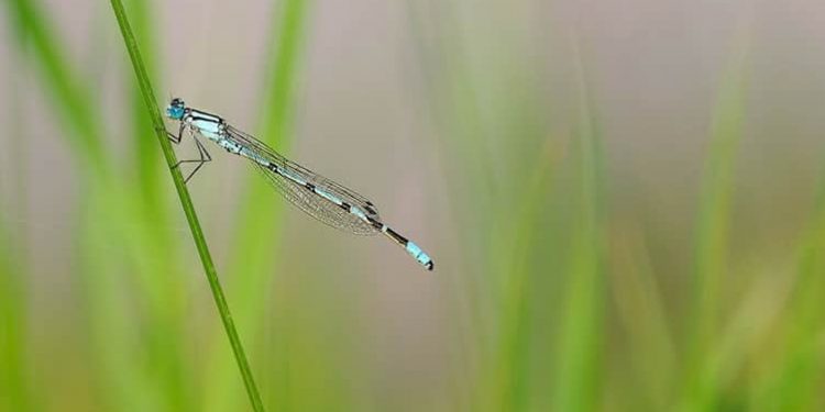 Die Namen Gottes und die Natur Die Namen Gottes und die Natur