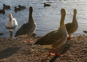 Rassismus: Ein menschliches Verbrechen und eine historische Last Rassismus: Ein menschliches Verbrechen und eine historische Last