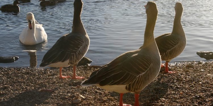 Rassismus: Ein menschliches Verbrechen und eine historische Last